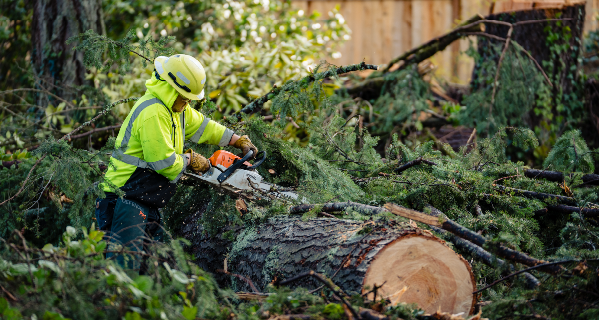 Support Available for Residents and Businesses Impacted by the November Windstorm