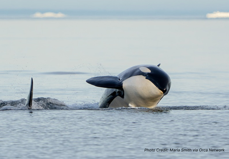 An orca jumping out of the water. Photo Credit: Marla Smith via Orca Network