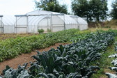 Row of kale in the foreground and other crops and high tunnels in the background.