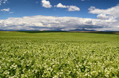 Field of peas cover crop with mountains and blue sky with clouds in the background