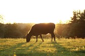 Side view of a cow in pasture with sunbeams coming from behind.