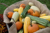 Basket of assorted squashes.