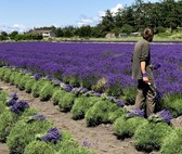 Person harvesting lavender on Whidbey Island