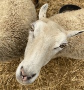 Upclose of ewe in pasture