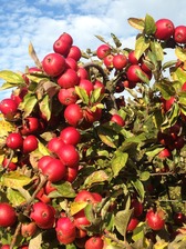 Cider Orchard