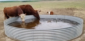 Watering Cows