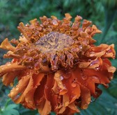 Marigold in the rain
