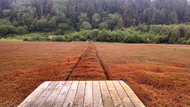 Cranberry bogs 