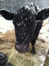 Cows in Snow