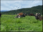 Mt. Adams behind dairy cows in pasture
