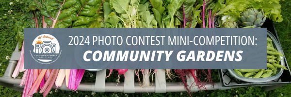 mini comp