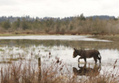 Marsh Donkey