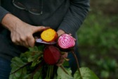Beet Harvest