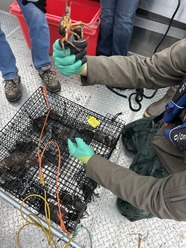 Green Crab Monitoring Program _March 2025