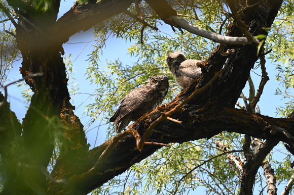 Great Horned Owl fledglings