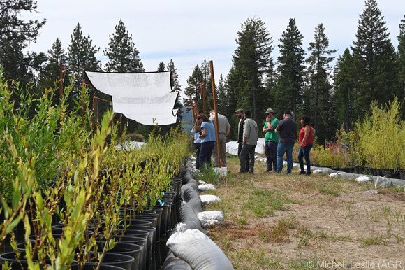 Pend Oreille - Riparian Plant Propagation Program. By Leslie Michel 