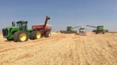Wheat Harvest