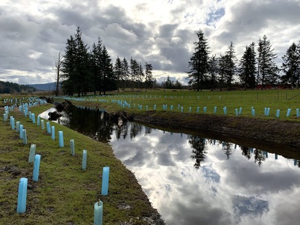 Riparian Reflections