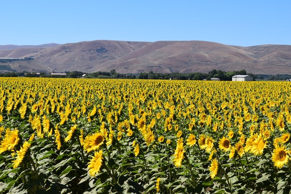Sunflowers over Ellensburg