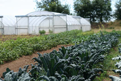 Kale Farm & High Tunnel 