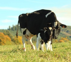 Good morning Sunshine