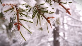 Frost on Douglas-fir (Pseudotsuga menziesii)