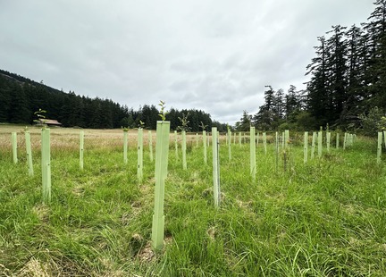Plantings on the Pasture - By Victoria Fischella 