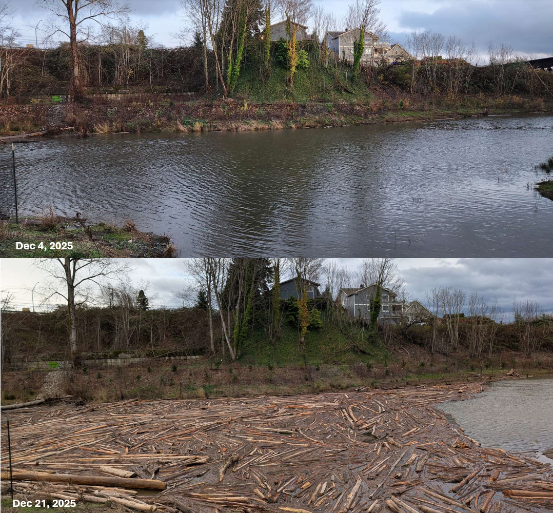 Before & After - Little Squalicum Creek Estuary 