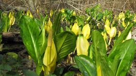 Spring Skunk Cabbage