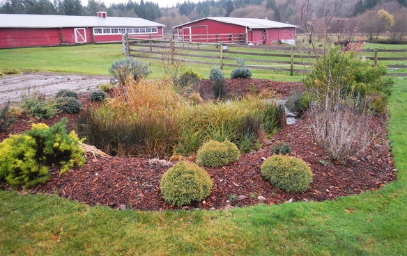 Rain Garden