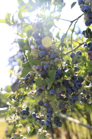 Blueberry Farm