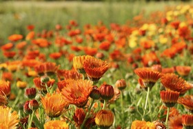 Calendula 