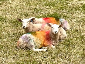 June Sheep on Orcas Island 