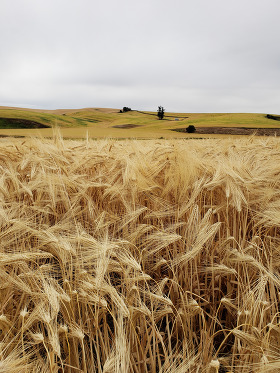 Fields Gold & Green 