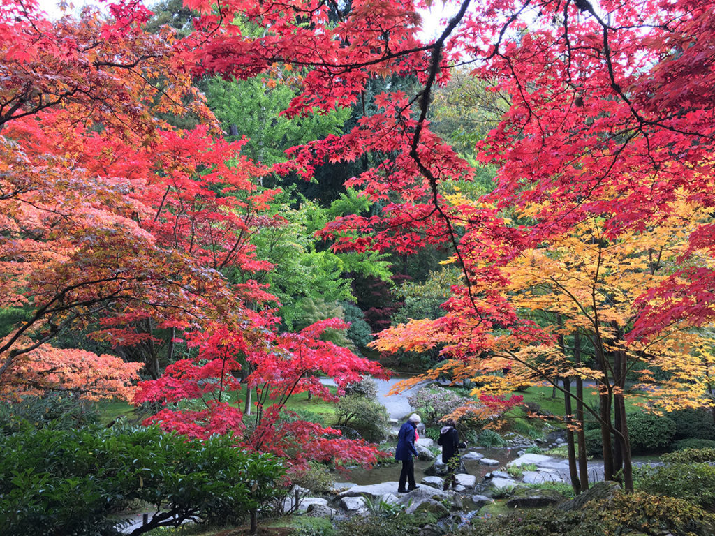Photo of the Kubota Japanese Garden with red, orange, and pink maple leaves