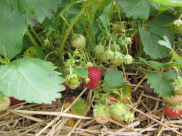 Strawberries