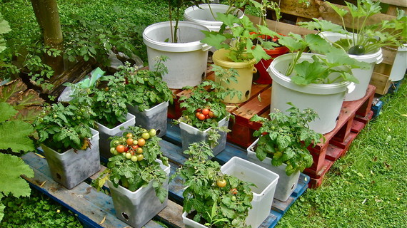 container garden