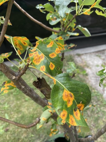pear trellis rust