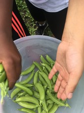 Farm to Table Community Food