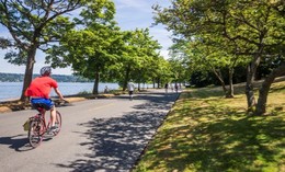 Person riding a bike on a sunny day on a tree-lined road.