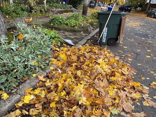 A pile of raked leaves