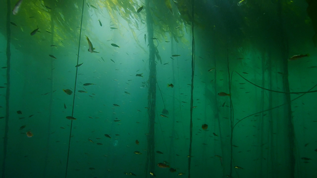 Image of kelp forests 