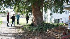 Four people stand next to the trunk of a giant western red cedar tree, construction debris pictured in front