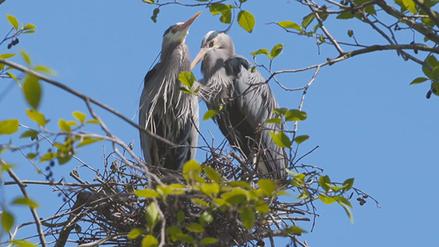 Two Great Blue Herons in a nest