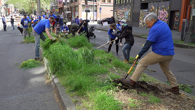 Volunteers weed a parking strip on One Seattle Day of Service