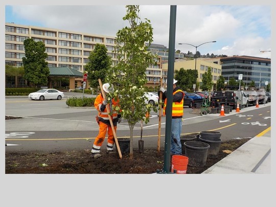 Installing new trees 