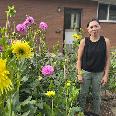 A woman stands in a community garden plot with yellow and purple dahlias