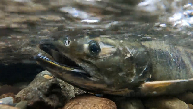 Salmon in Piper's Creek