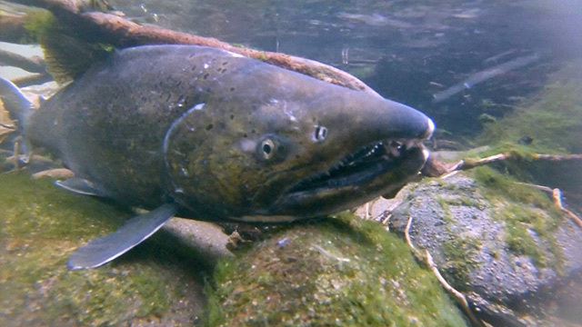 A salmon swims near some rocks underwater