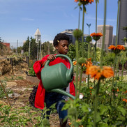 A young, Black gardener at YesFarm waters orange flowers in the foreground with the Seattle city skyline visible in the background.